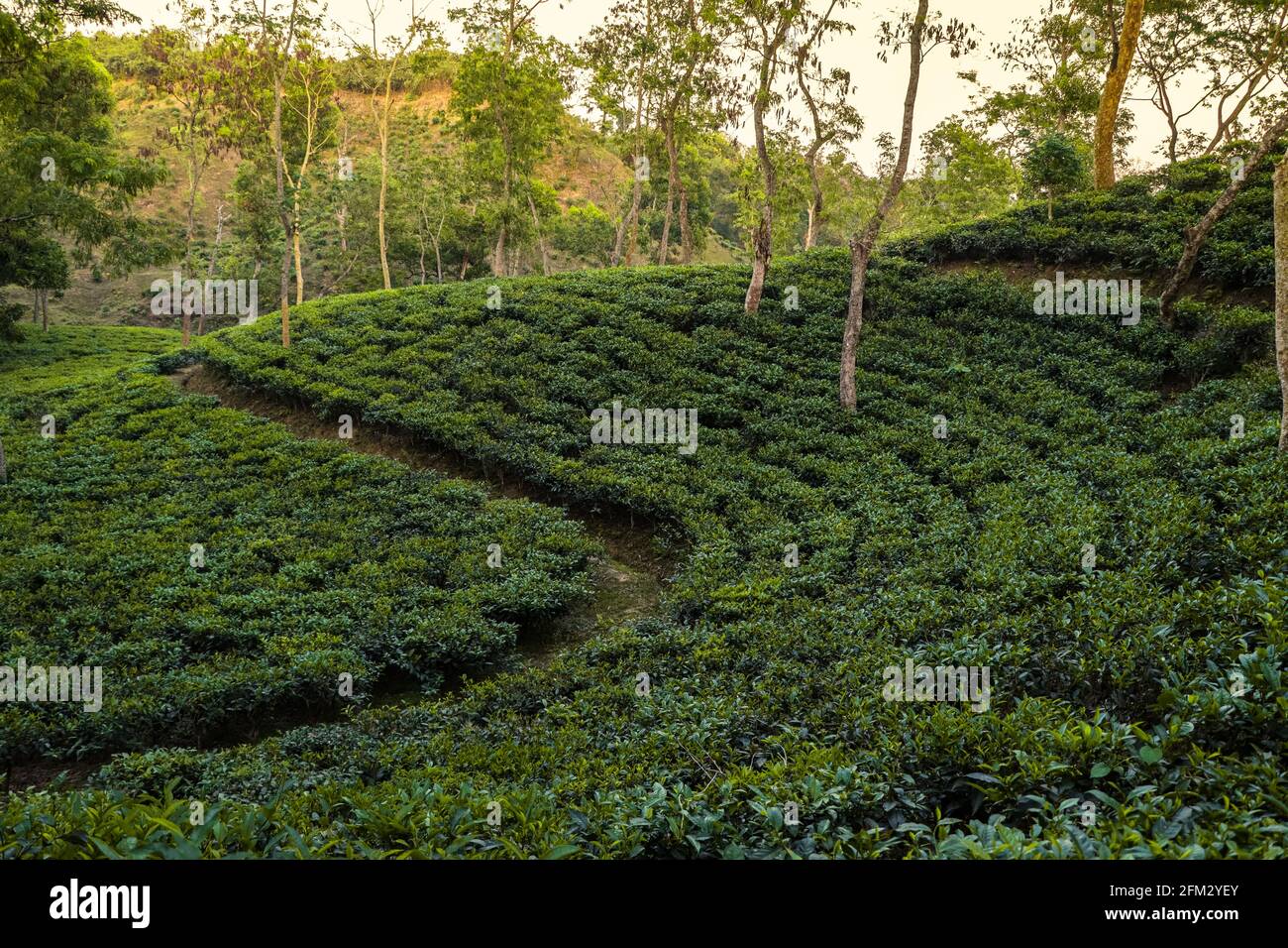 landscape photo of tea garden in Sylhet , Bangladesh . Stock Photo