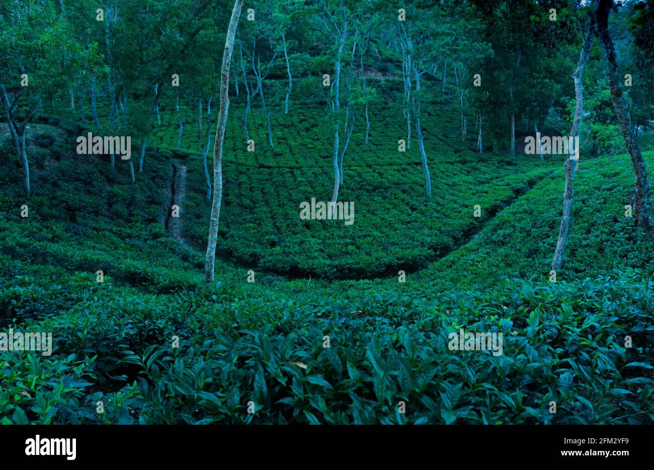 night view of tea garden Sylhet , Bangladesh  . Stock Photo