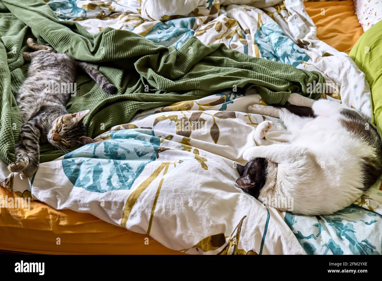 Two funny impudent cheeky lazy cats sleep on the bed with ruffled