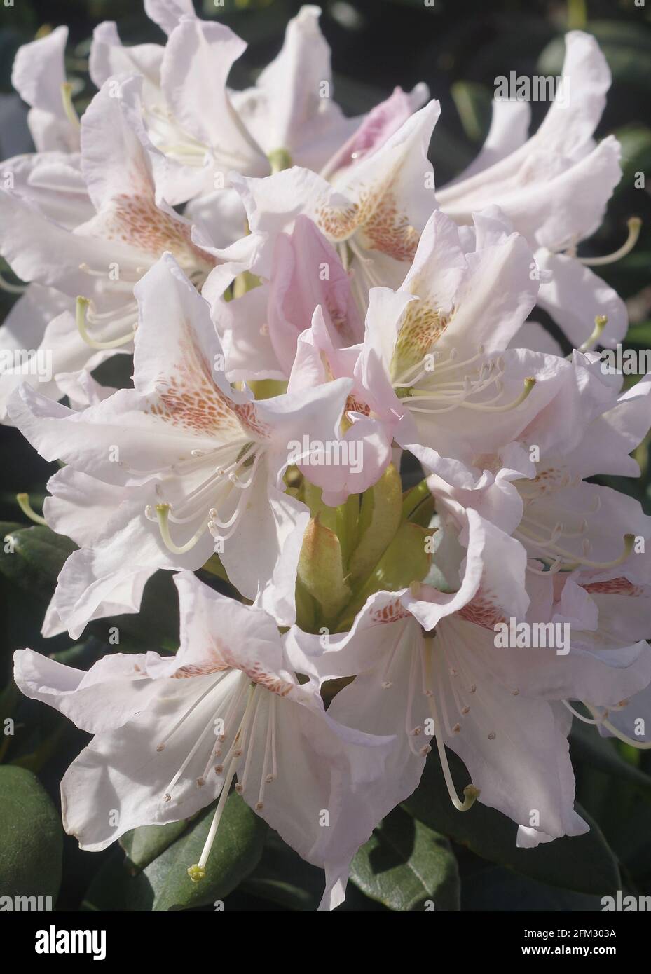 Blooming white rhododendron in the sunshine Stock Photo