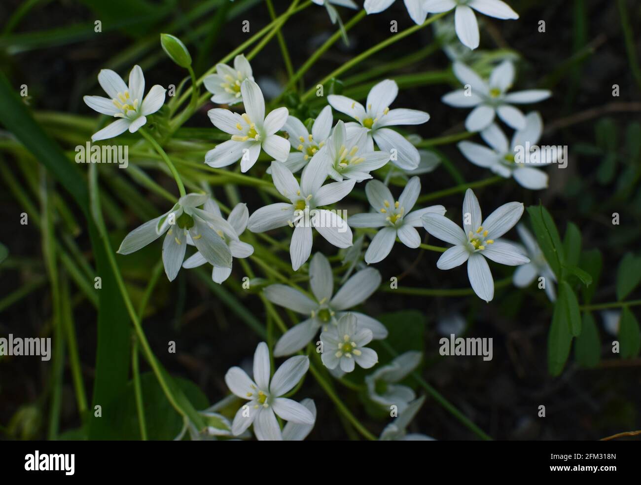 Ornithogalum umbellatum. Beautiful white wildflowers in the forest. Stock Photo