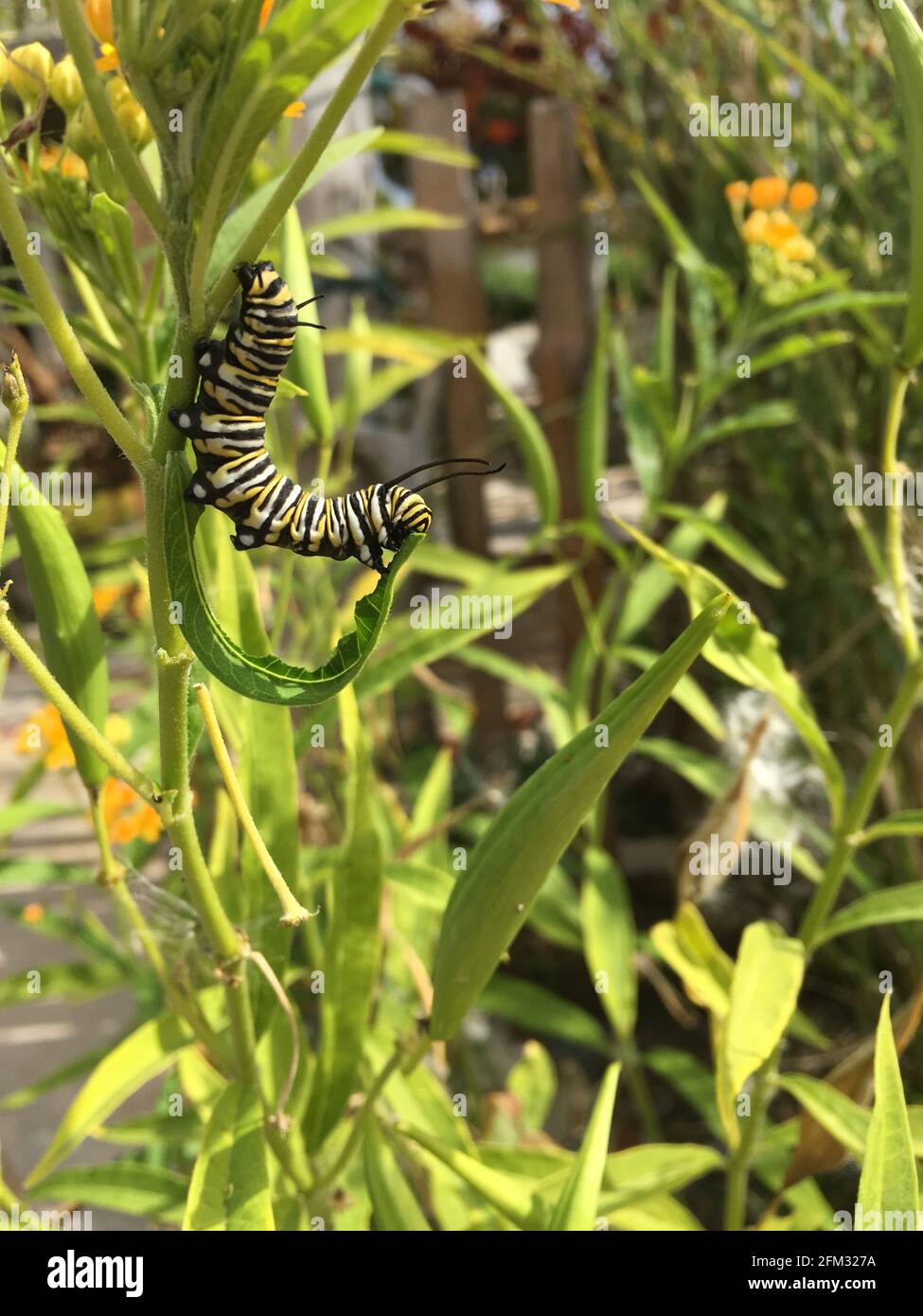 Plant eating animals hires stock photography and images Alamy