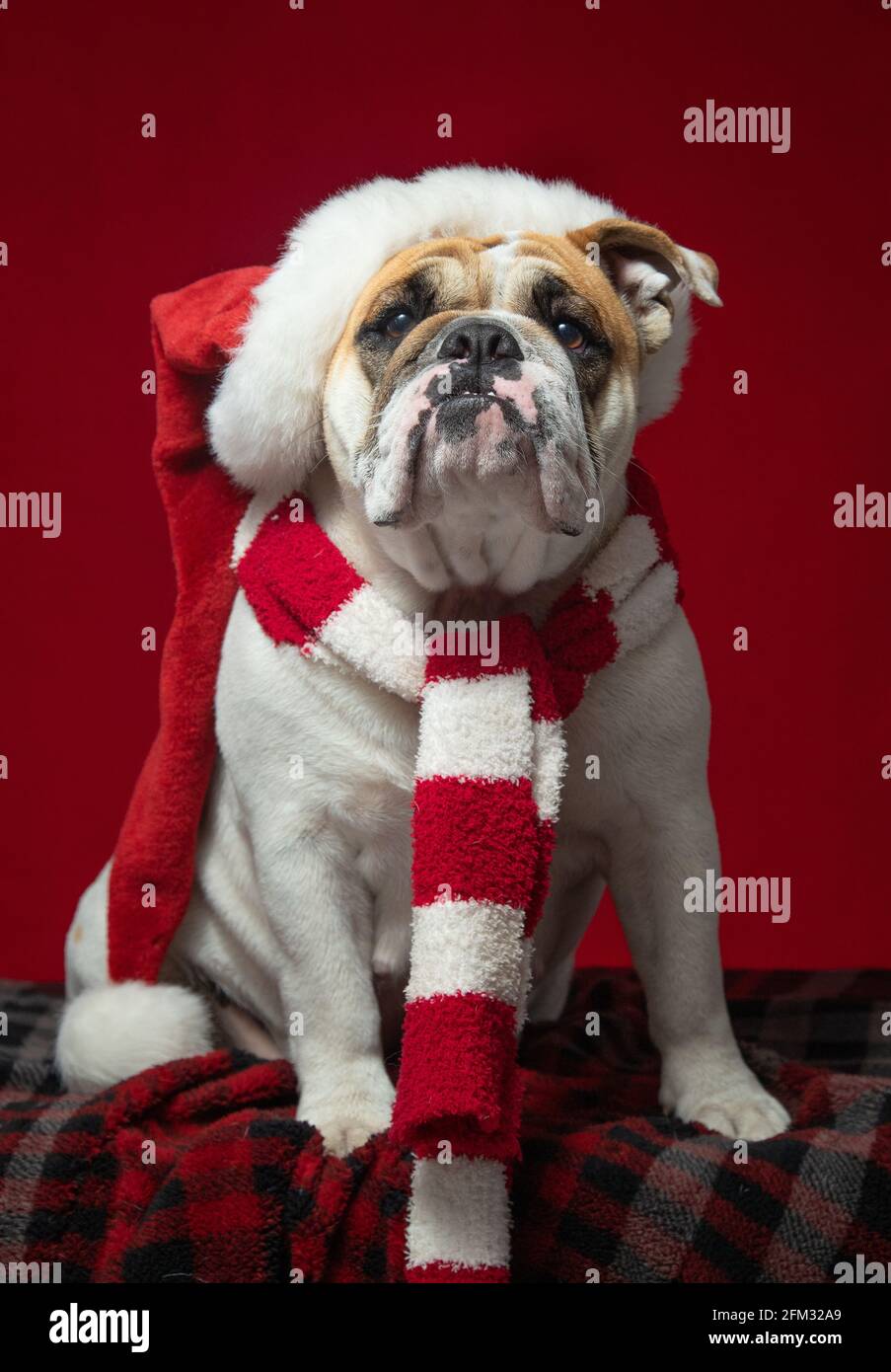 Portrait of an English bulldog wearing a Santa hat and striped scarf Stock Photo