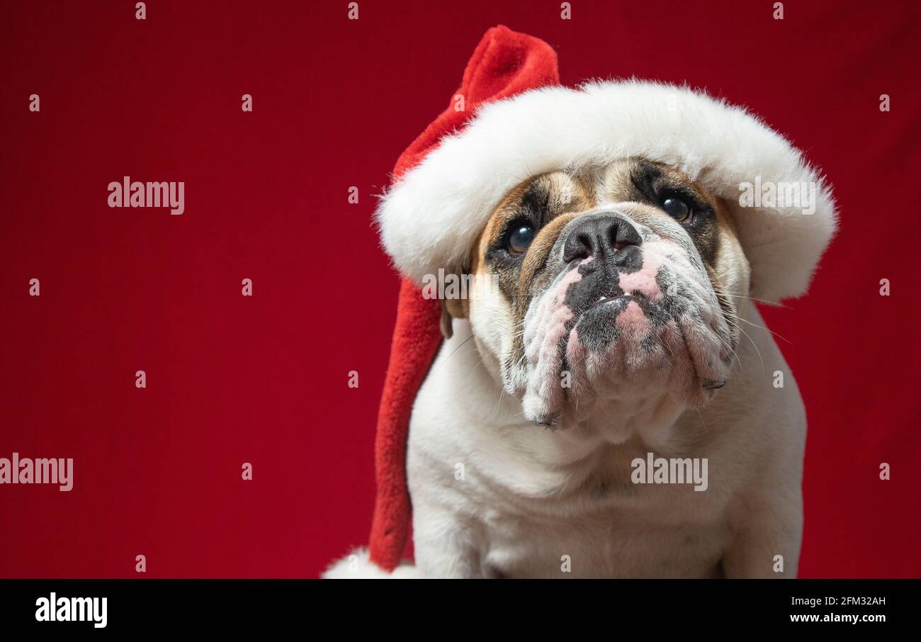 Portrait of an English bulldog wearing a Santa hat Stock Photo