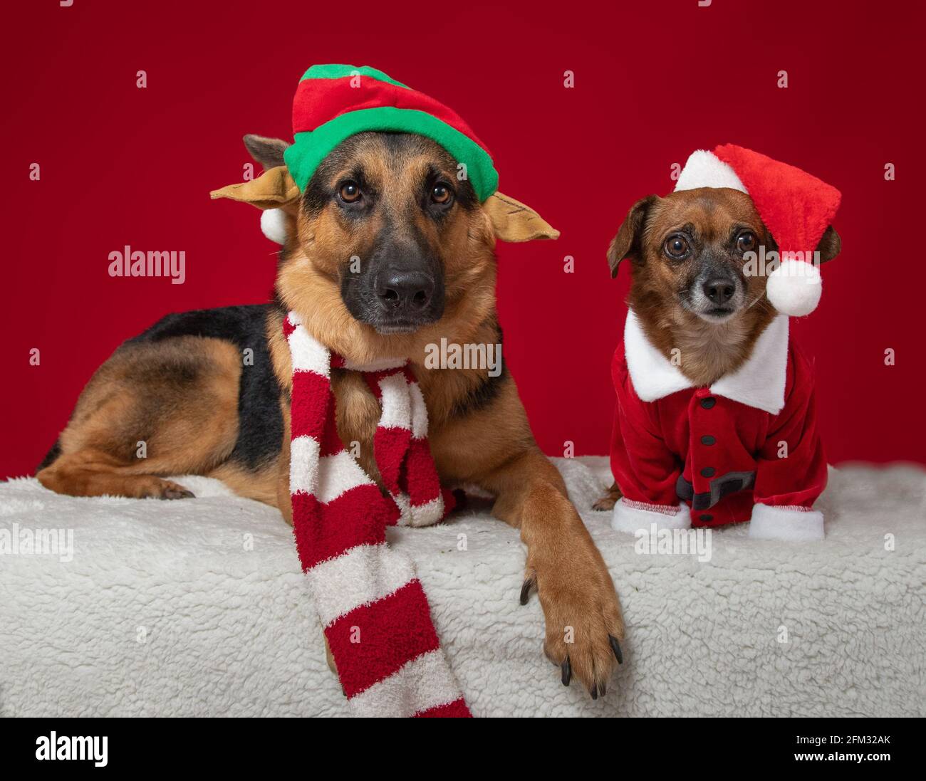 German Shepherd and mixed breed dog dressed in Christmas outfits Stock Photo