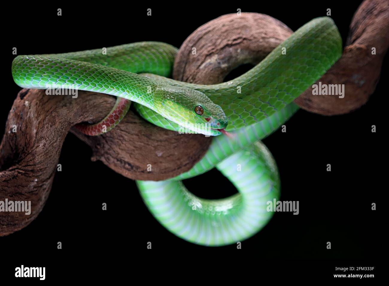 Close-up of a green white-lipped pit viper on a  branch, Indonesia Stock Photo