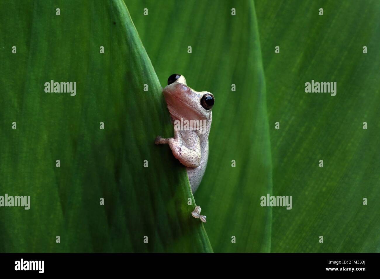 Close-Up of a desert tree frog on a leaf, Indonesia Stock Photo