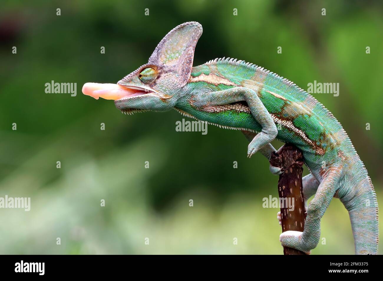 Veiled Chameleon sticking out its tongue ready to catch prey, Indonesia Stock Photo