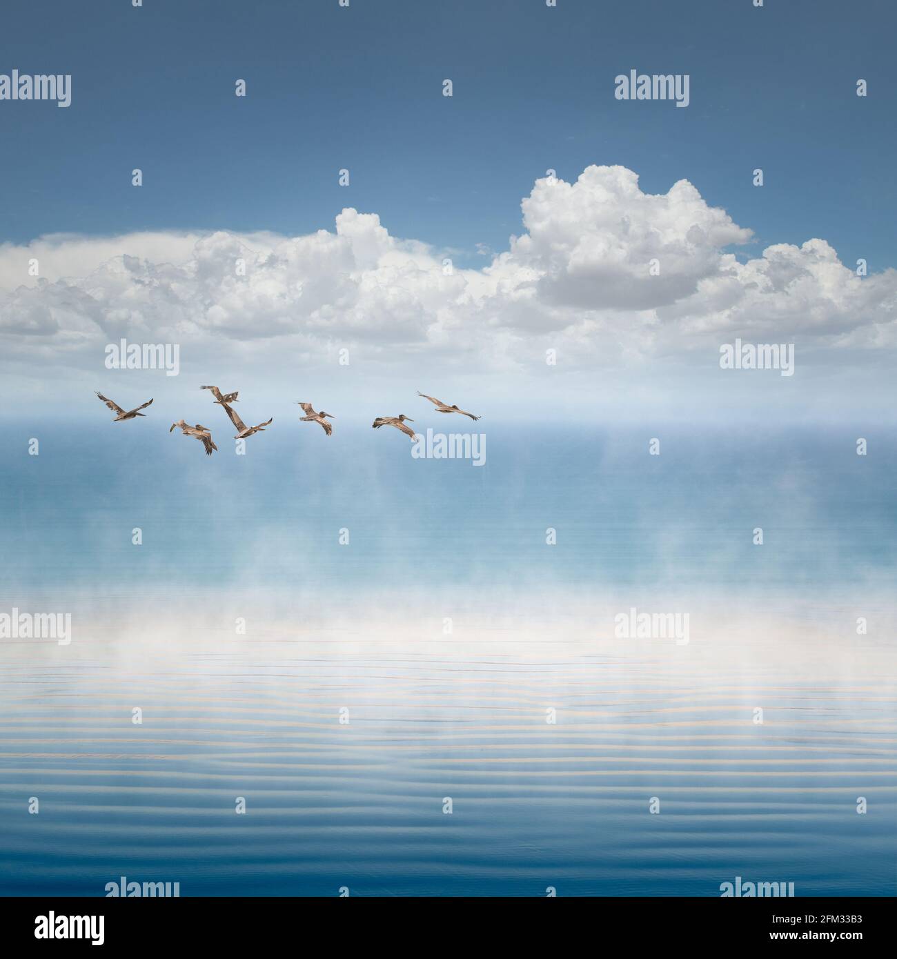 Pelicans in flight over the ocean, California, USA Stock Photo