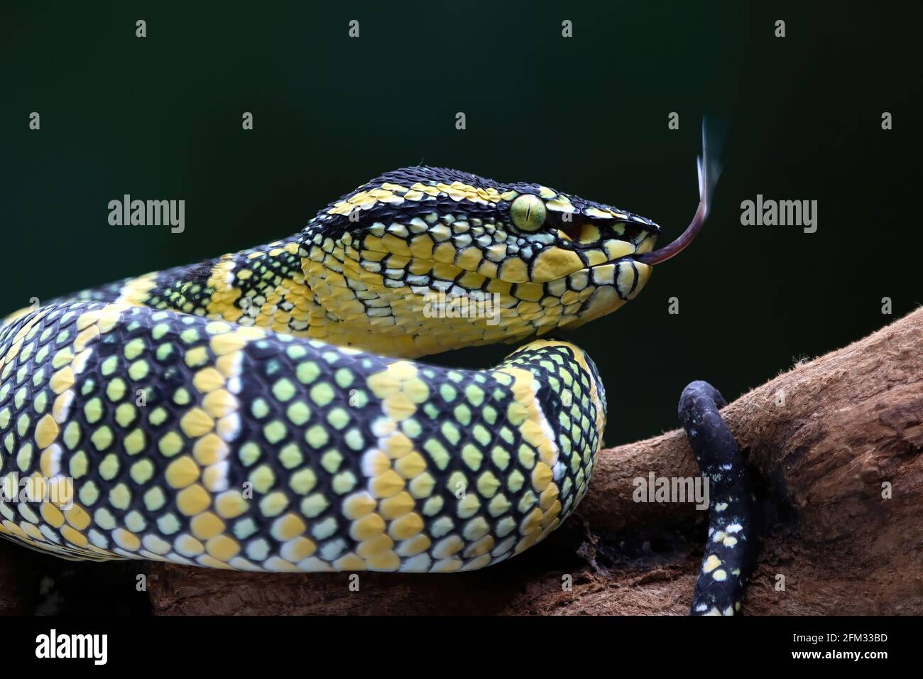 Wagler's pit viper on a tree branch, Indonesia Stock Photo