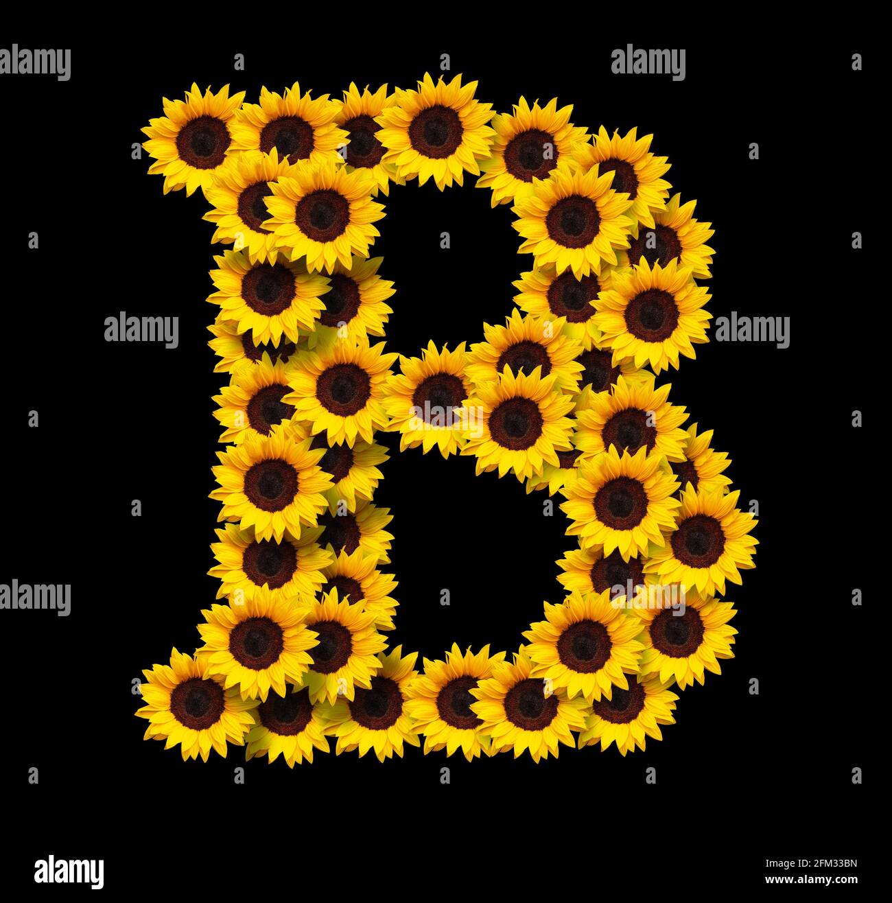Capital letter B made of yellow sunflowers flowers isolated on black background. Design element for love concepts designs. Ideal for mothers day and s Stock Photo
