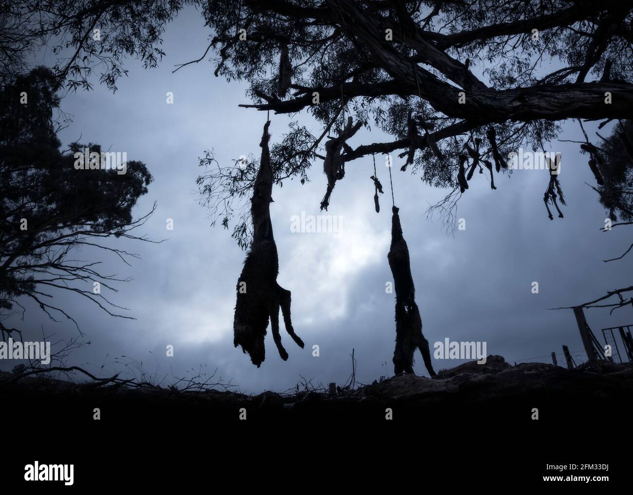 Silhouette of dead, wild dingos hanging from tree in the bush, Australia Stock Photo