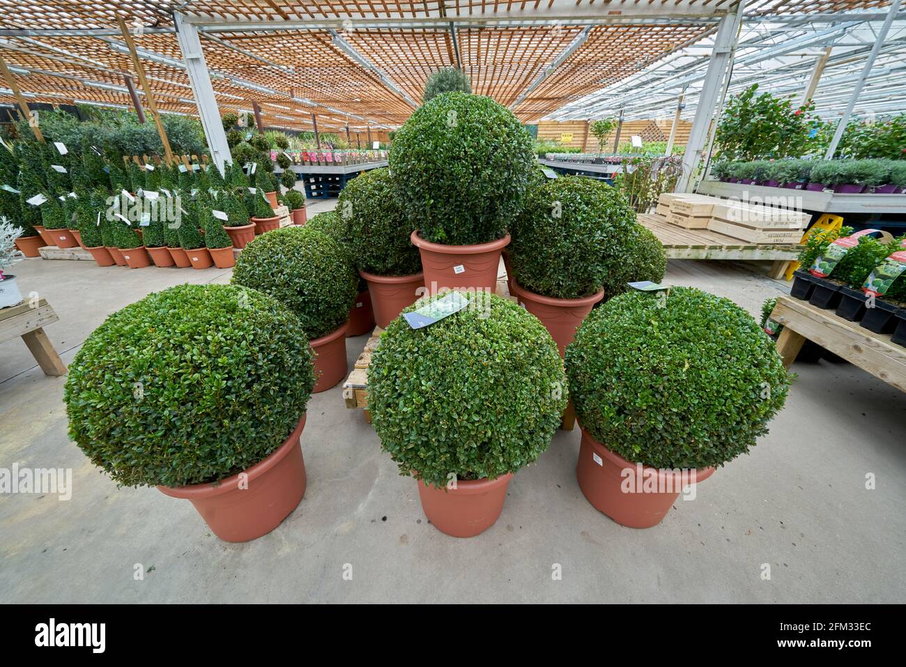 box hedge at garden centre hedge plant Stock Photo Alamy