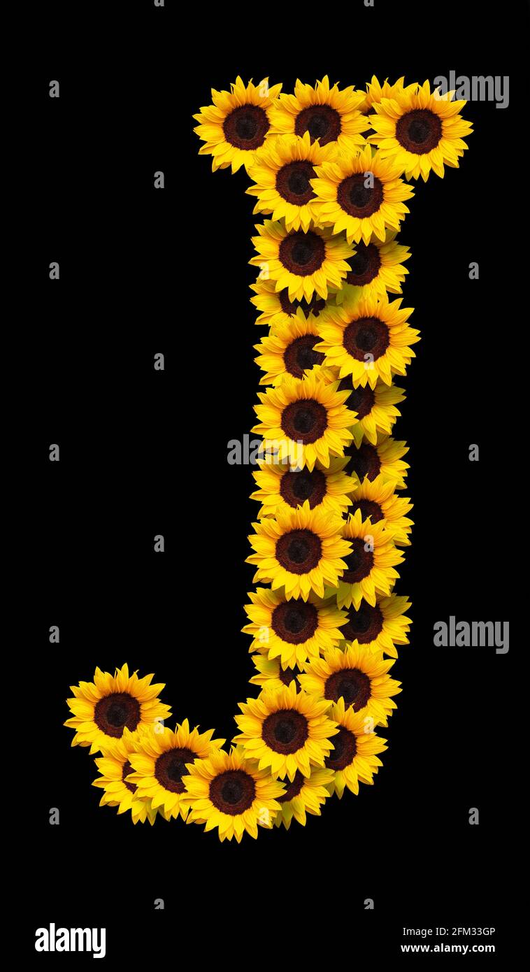Capital letter J made of yellow sunflowers flowers isolated on black background. Design element for love concepts designs. Ideal for mothers day and s Stock Photo