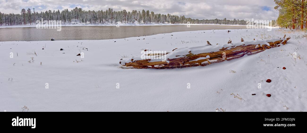 Driftwood covered in snow by Kaibab Lake, Kaibab National Forest, Arizona, USA Stock Photo