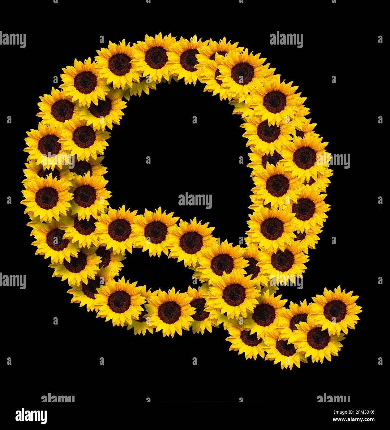 Capital letter Q made of yellow sunflowers flowers isolated on black background. Design element for love concepts designs. Ideal for mothers day and s Stock Photo