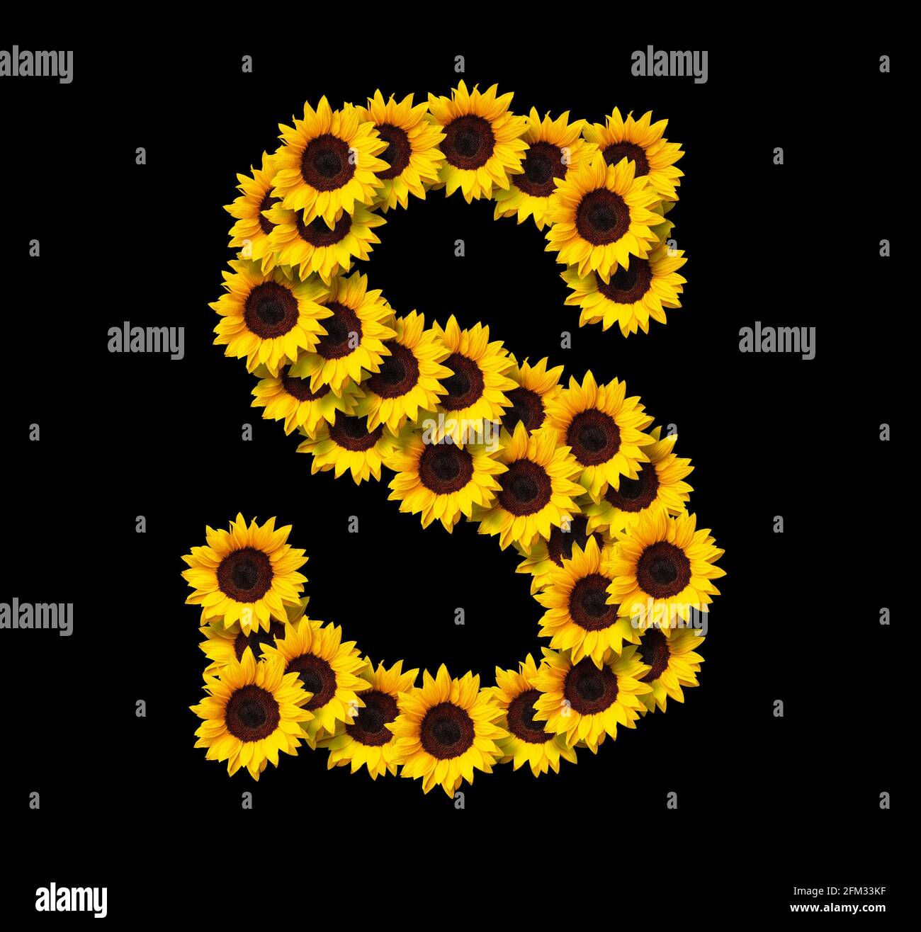 Capital letter S made of yellow sunflowers flowers isolated on black background. Design element for love concepts designs. Ideal for mothers day and s Stock Photo