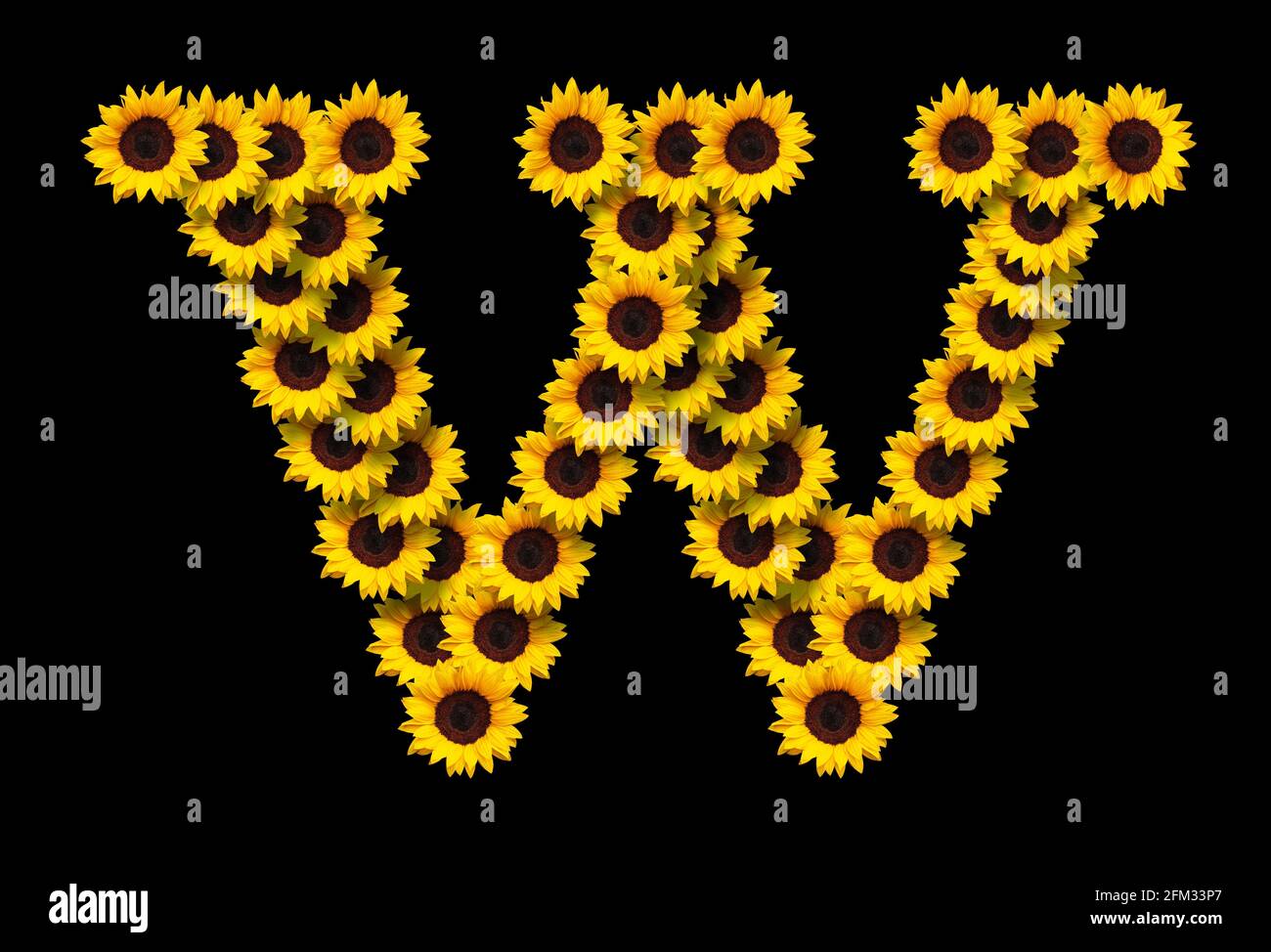 Capital letter W made of yellow sunflowers flowers isolated on black background. Design element for love concepts designs. Ideal for mothers day and s Stock Photo
