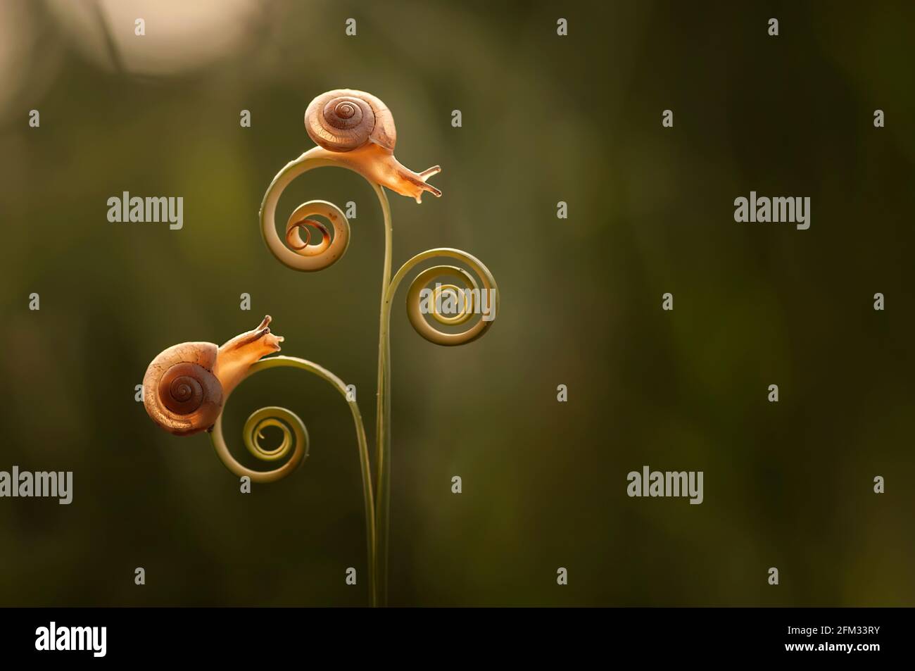 Two Snails on a spiral tendril, Indonesia Stock Photo