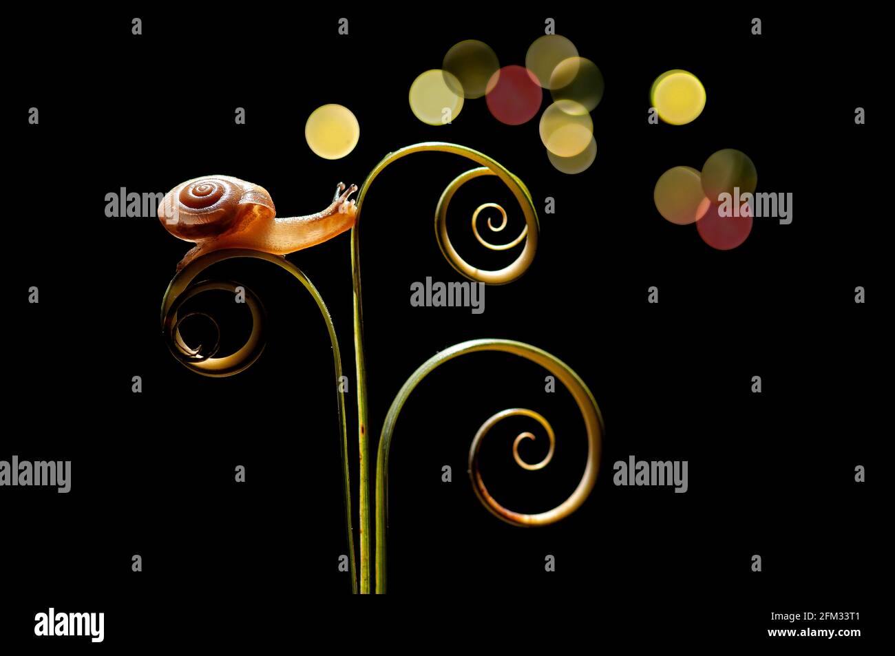 Close-Up of a snail on a spiral tendril, Indonesia Stock Photo