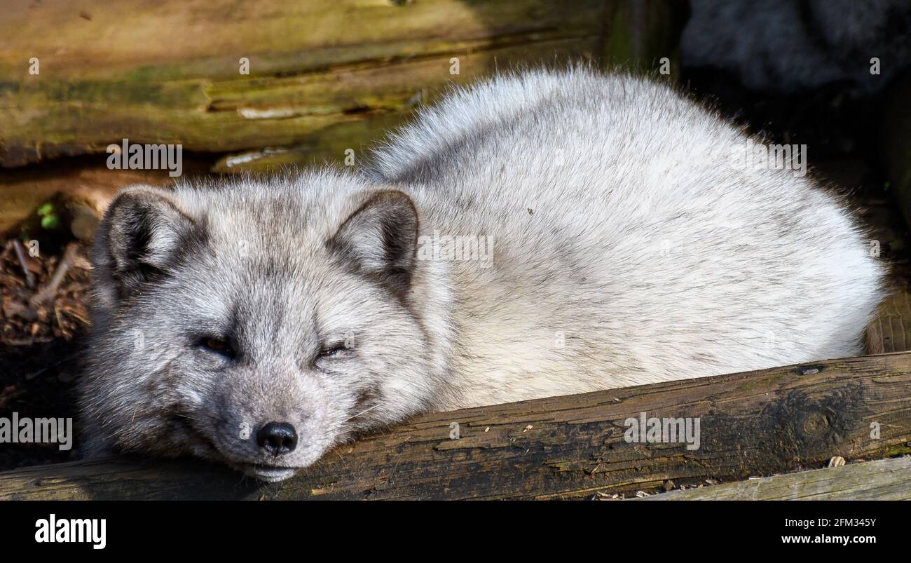 A portrait of a sleeping Arctic Fox Stock Photo
