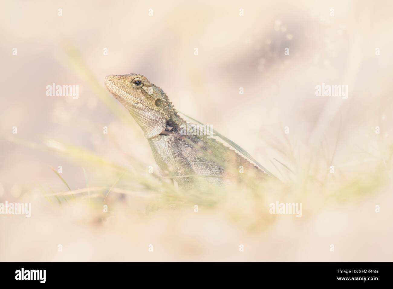 Portrait of a Jacky Dragon lizard (Amphibolurus muricatus) in the long grass, Australia Stock Photo