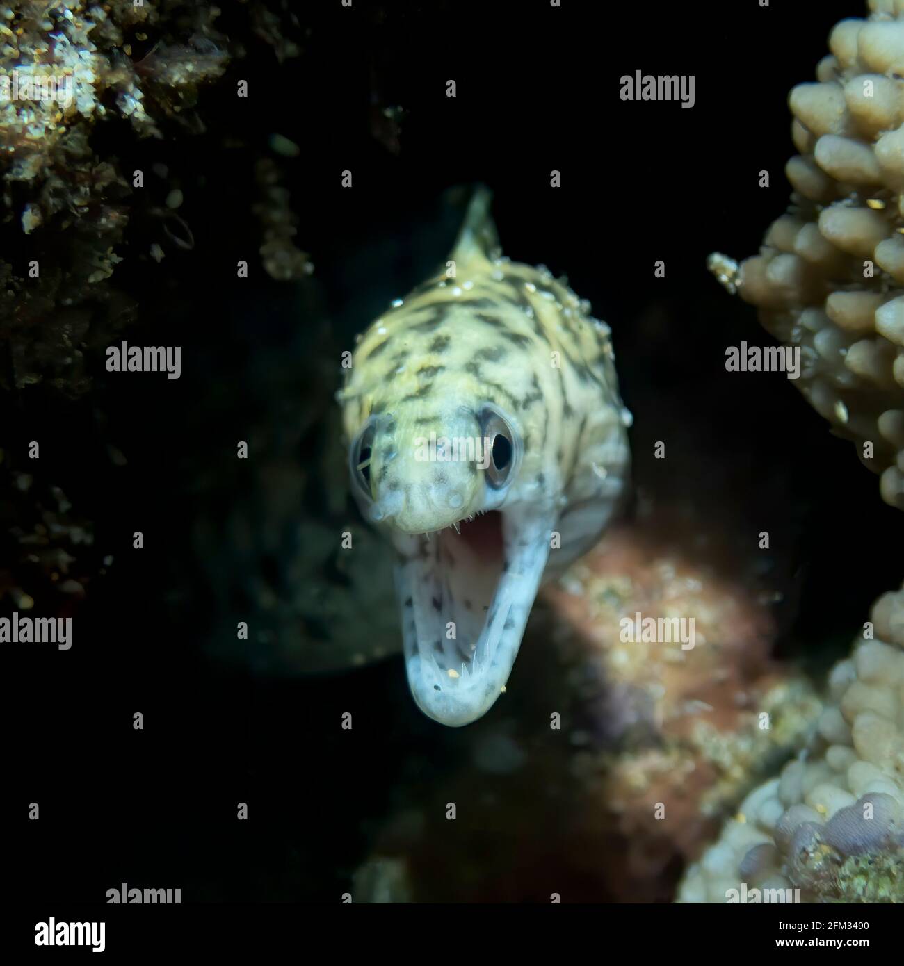 Moray eel close up face first with open mouth and teeth underwater in Hawaii. Stock Photo
