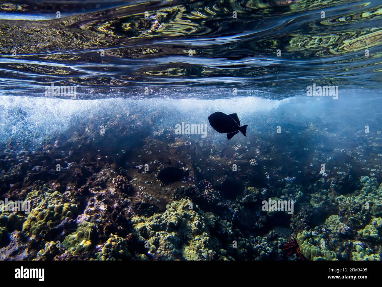 Black tropical fish over coral reef reflected in underside of ocean surface artistic image from Hawaii. Stock Photo