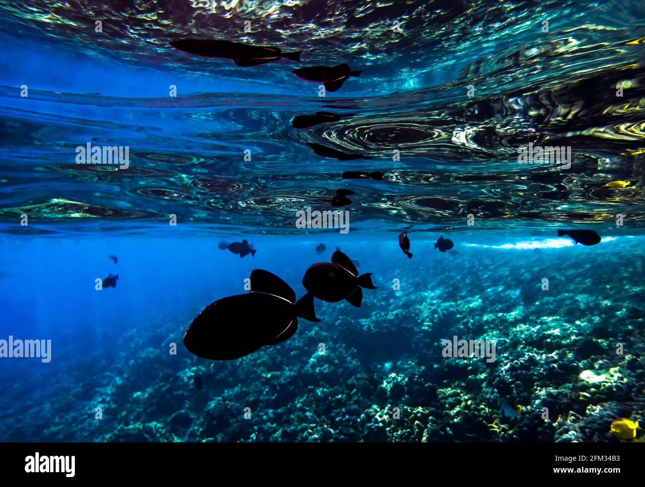 Coral reef and fish reflected in ocean surface conceptual image taken underwater in Hawaii. Stock Photo