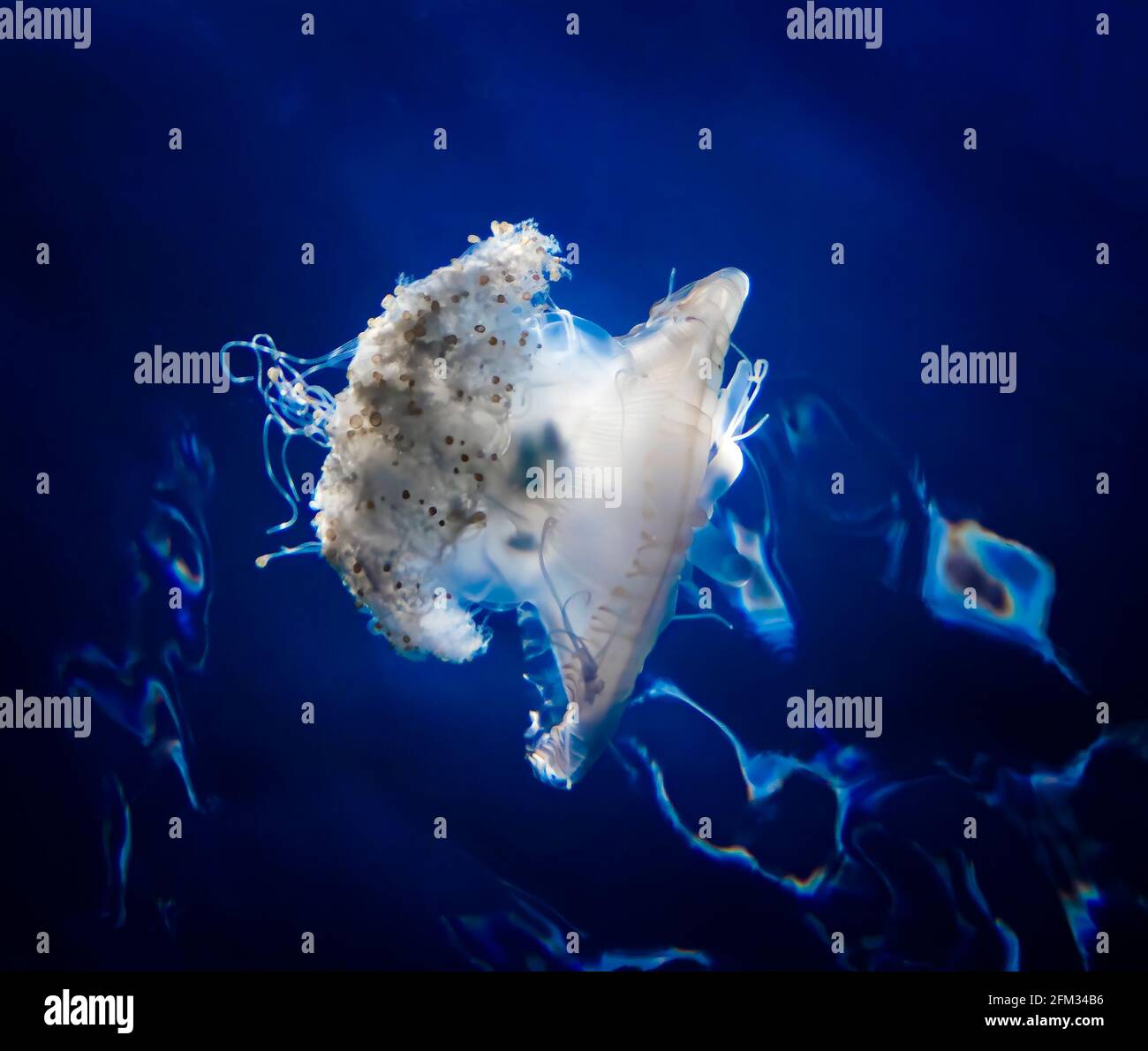 Glowing crown jellyfish against deep blue water background in tropical Hawaii waters. Stock Photo