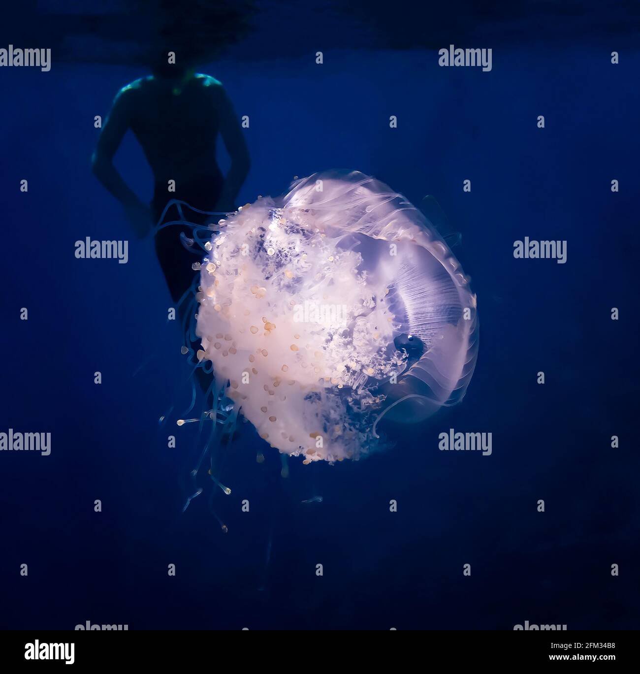 Glowing white crown jellyfish in deep blue water with snorkeler in silhouette beyond. Stock Photo
