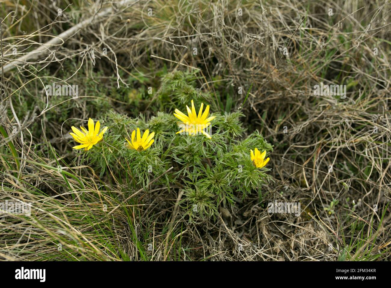 Spring adonis flower in the fields and hills, Ukraine. The pheasant's eye grows in sheep pasture in early spring. Large yellow flowers. Stock Photo