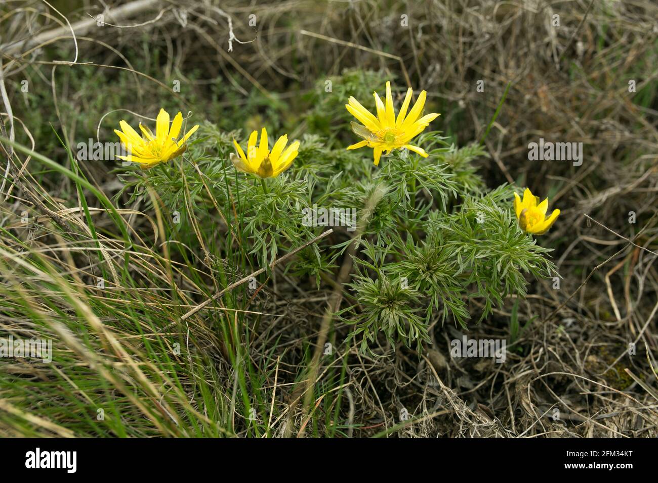 Spring adonis flower in the fields and hills, Ukraine. The pheasant's eye grows in sheep pasture in early spring. Large yellow flowers. Stock Photo