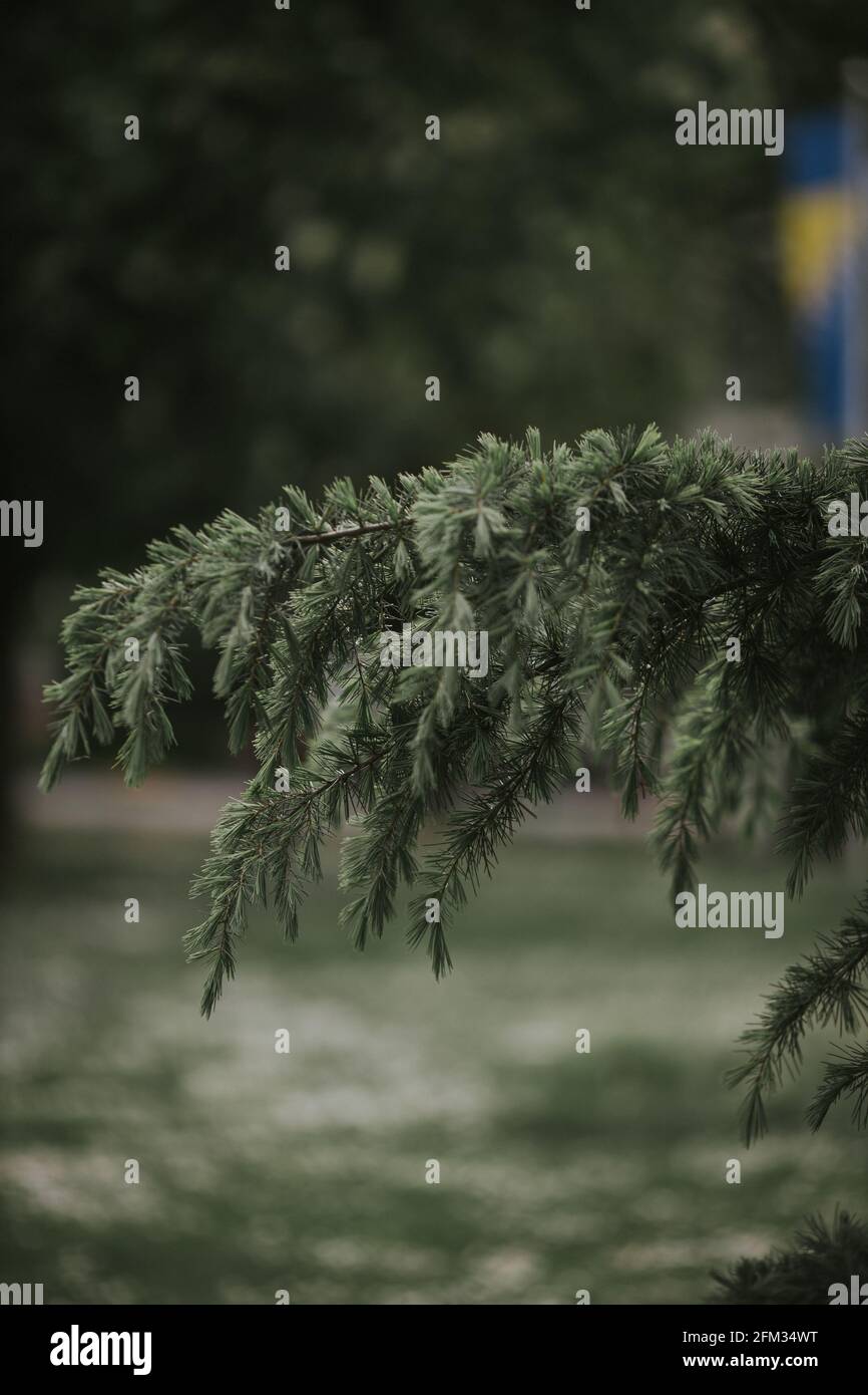 Closeup shot of green fir branches on a blurred background Stock Photo ...