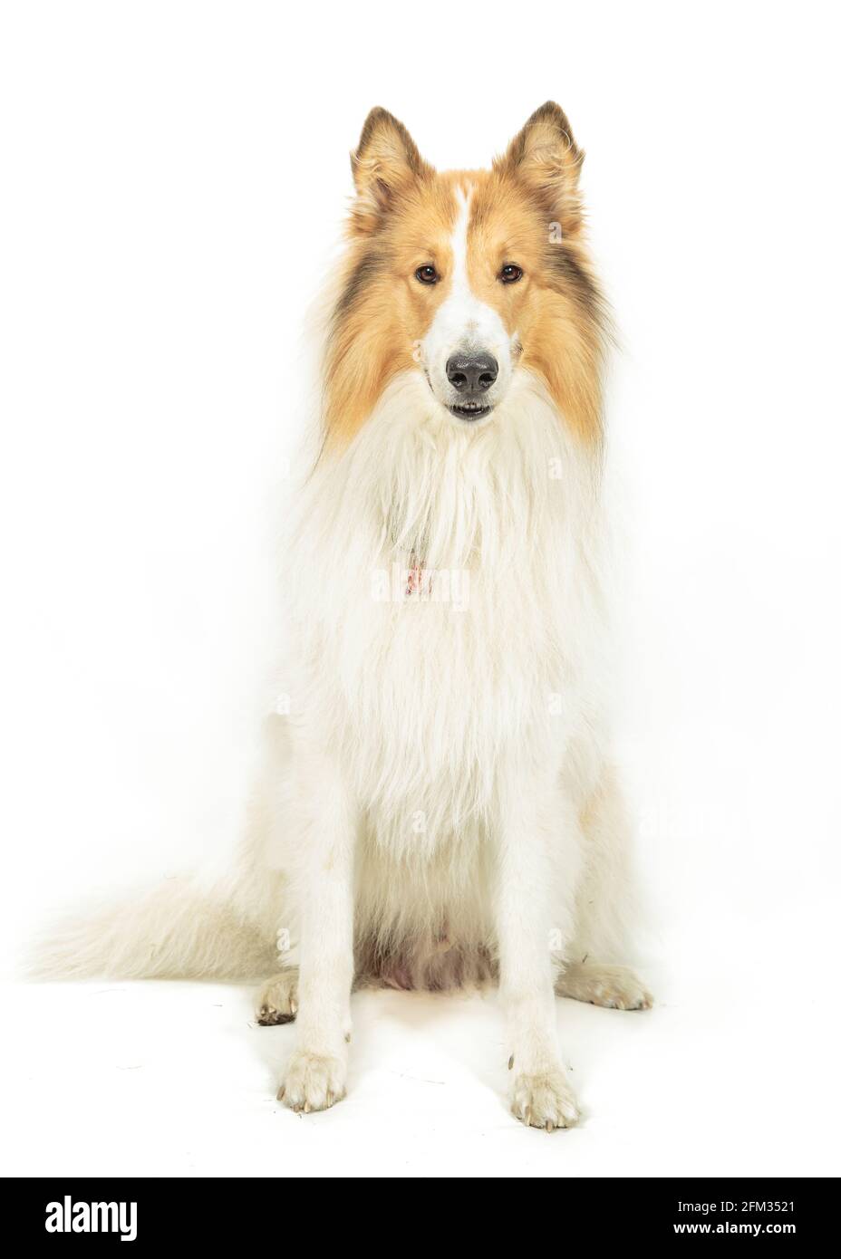 Sable and White American Collie Dog on White Background Stock Photo - Alamy Sable and White American Collie Dog on White Background Stock Photo - Alamy