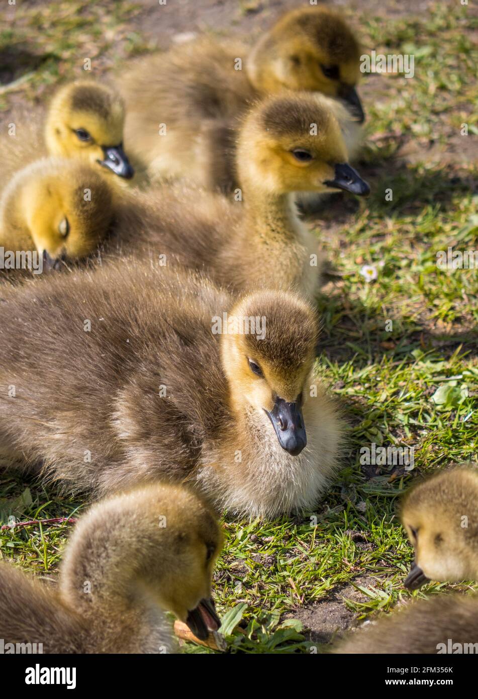 Goslings, Canada Geese, Caversham, Christchurch Meadows, Reading, Berkshire, England, UK, GB. Stock Photo