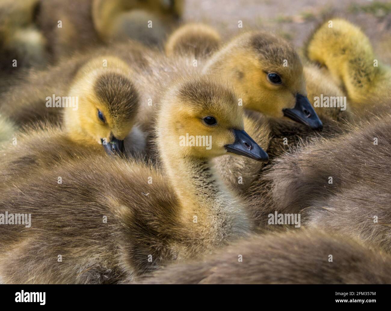 Goslings, Canada Geese, Caversham, Christchurch Meadows, Reading, Berkshire, England, UK, GB. Stock Photo
