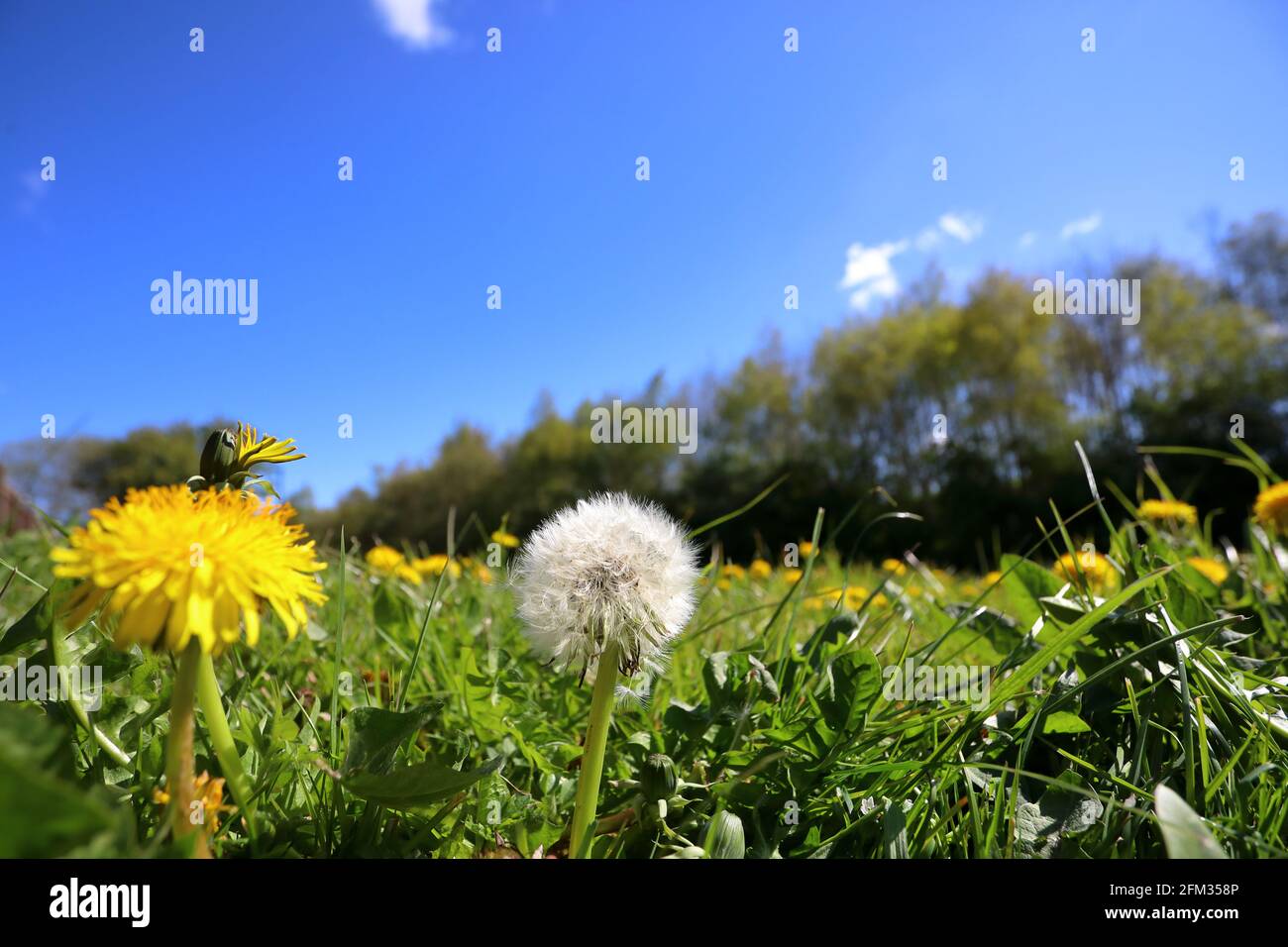a dandelion (taraxacum officinale) clock seed head and flower fore ground Stock Photo