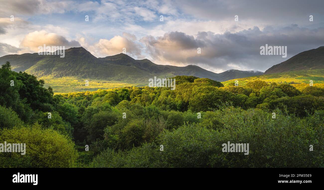 Green forest and mountain range illuminated by golden sunlight at ...