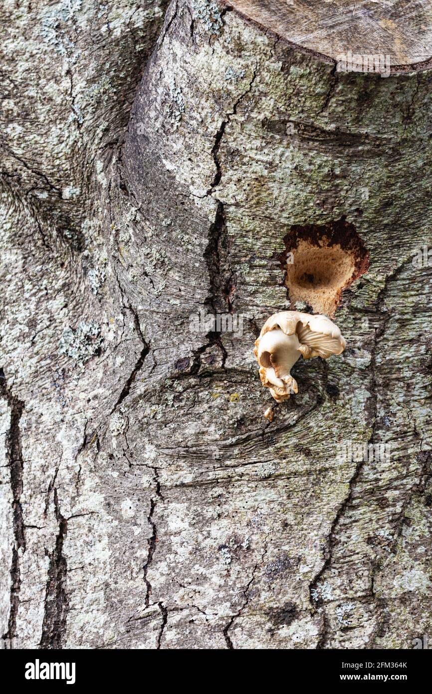 Tree fungus and evidence of recent woodpecker activity on an old tree along the Steveston waterfront in British Columbia Canada Stock Photo