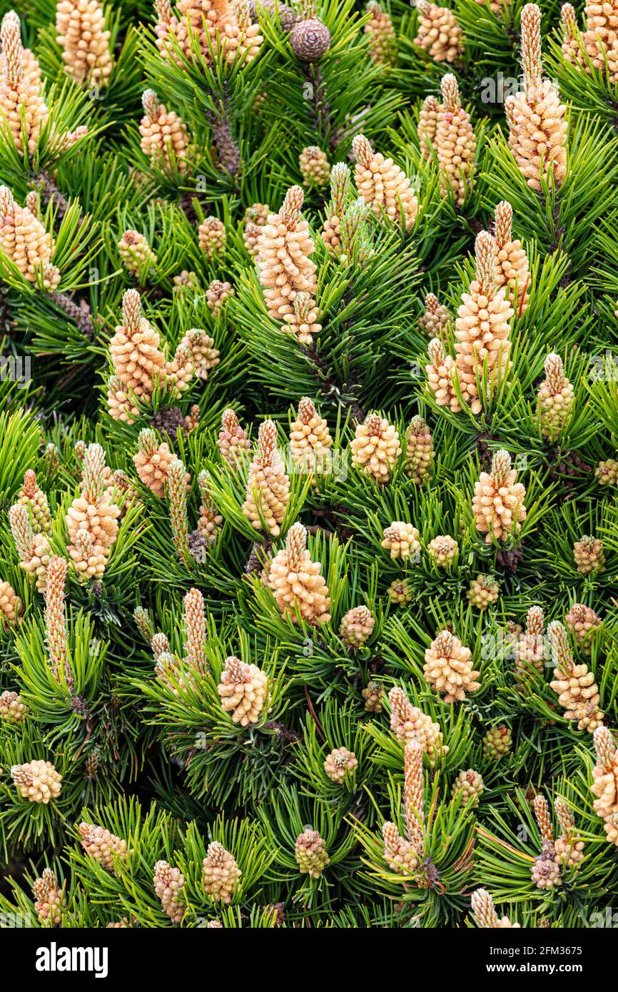New Springtime growth on a Pine tree in Steveston British Columbia Canada Stock Photo