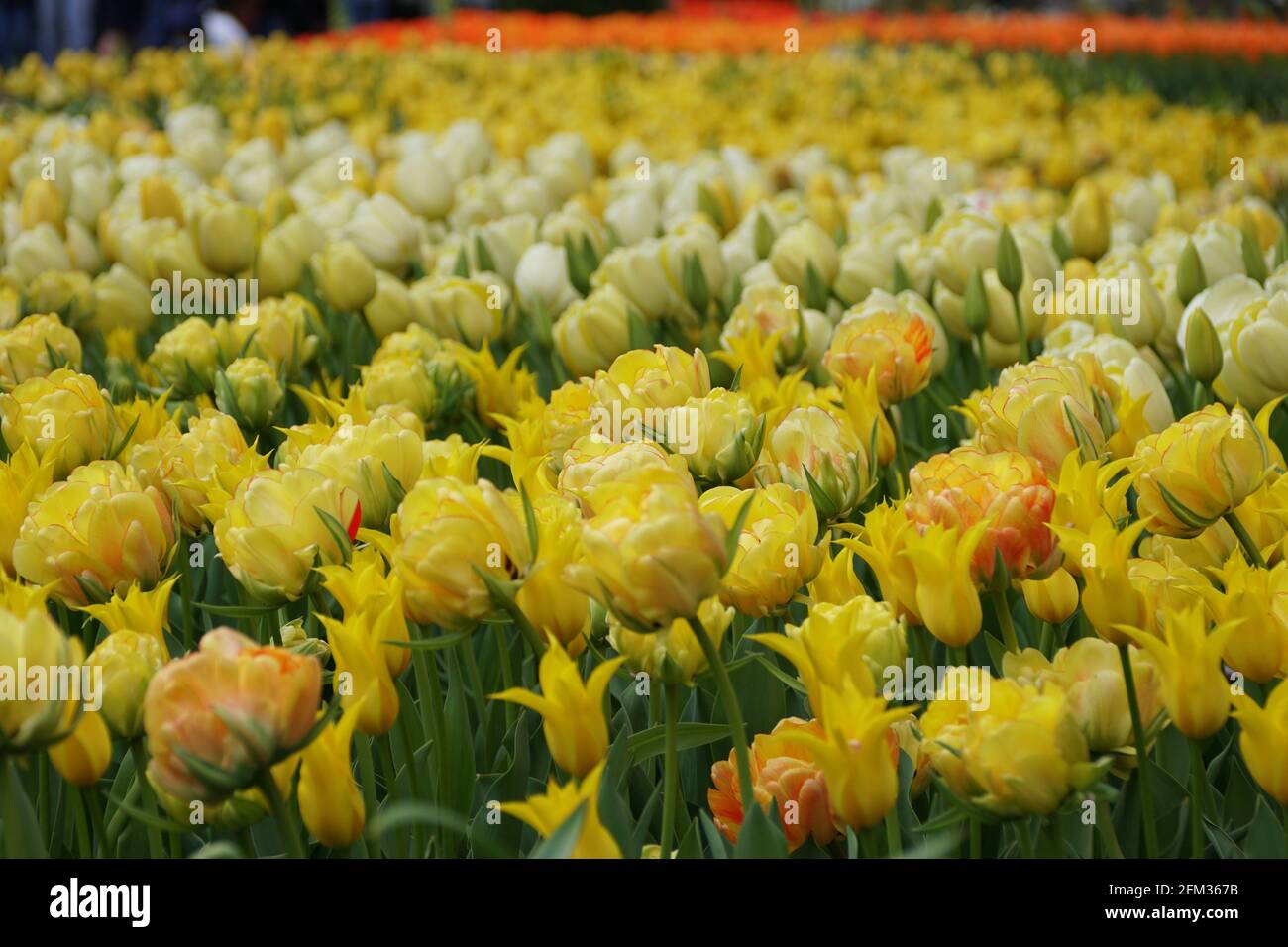 Beautiful spread of white and yellow tulip flowers in the Spring Stock ...