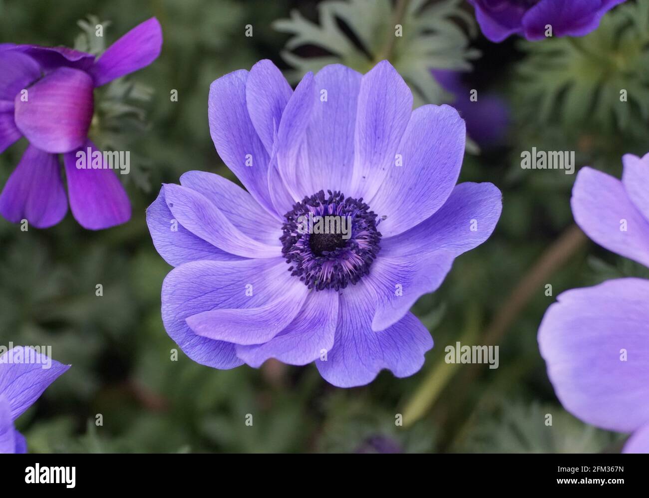 Close up of the stunning Poppy Anemone 'Monalisa Deep Blue' flower Stock Photo