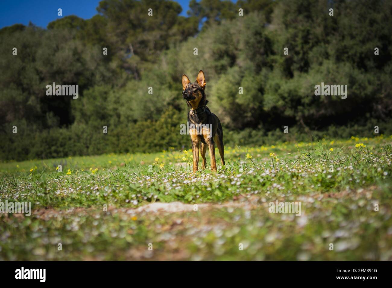 Elegant Dobermann in the green field Stock Photo