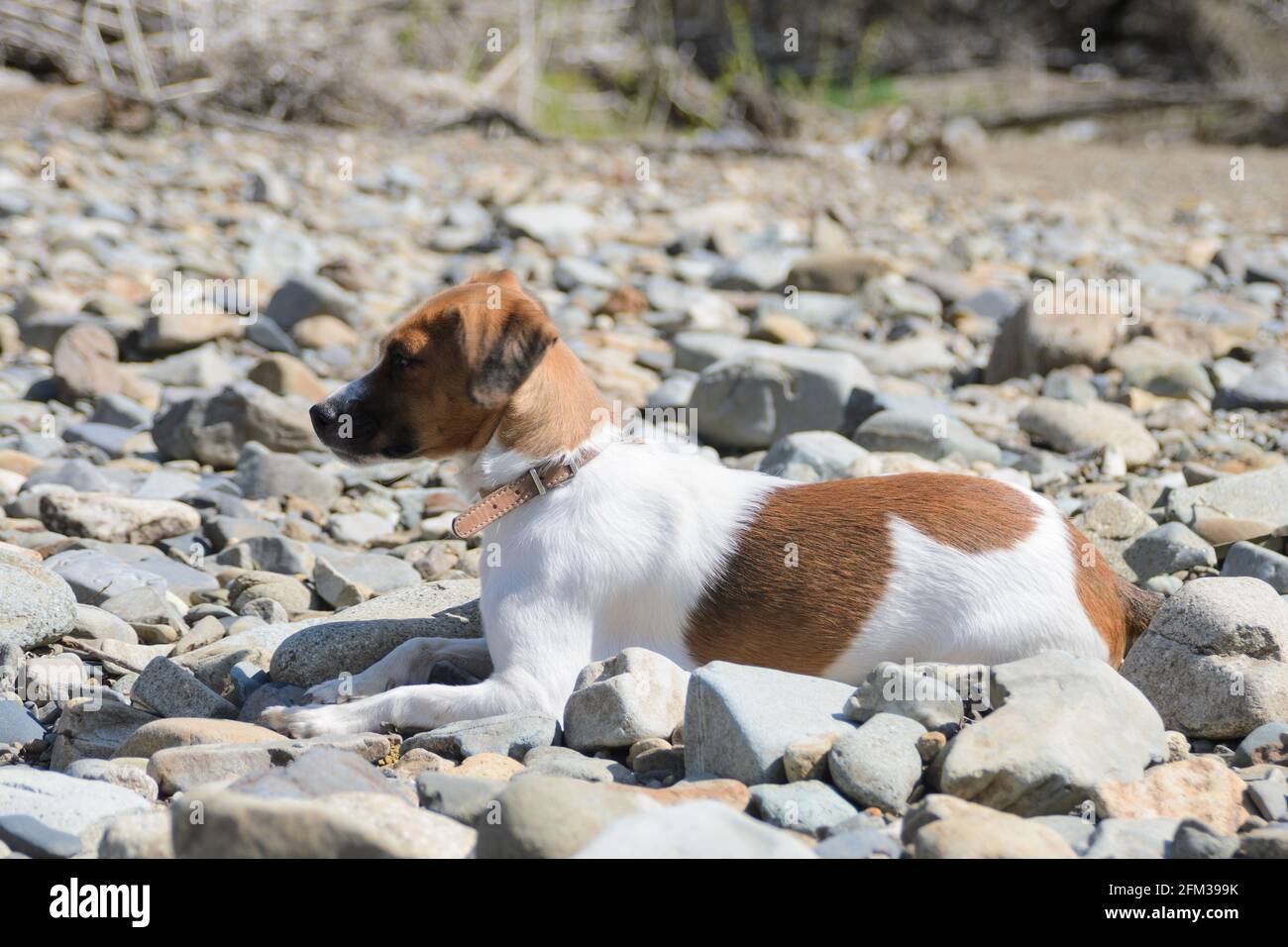 A dog of a white-red color lying on warm stones under the sun. Selective focus. Stock Photo