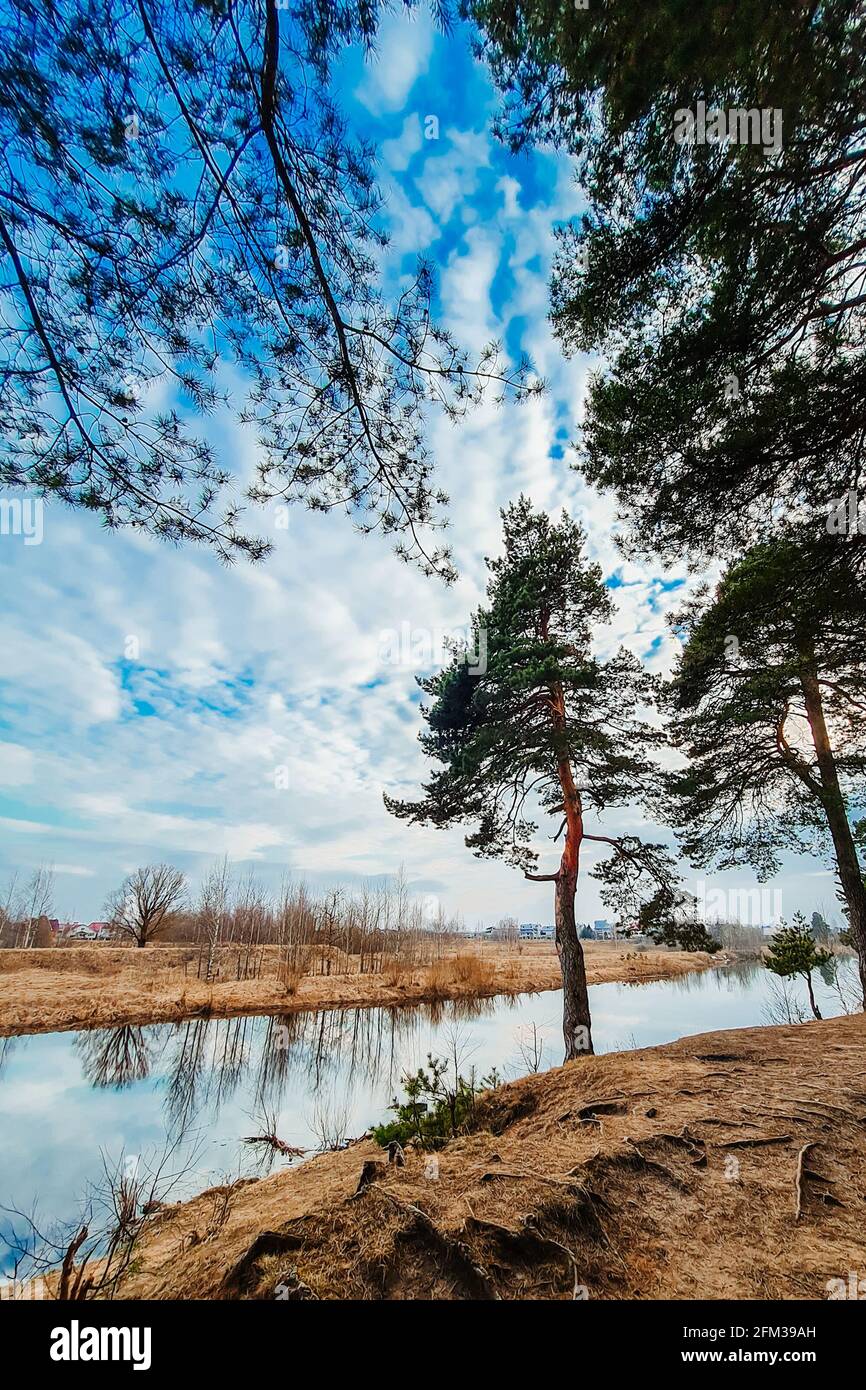 Northern nature in early spring. Pine trees on the river bank. Eco tourism, calm landscape. The blue sky is reflected in the water. Stock Photo