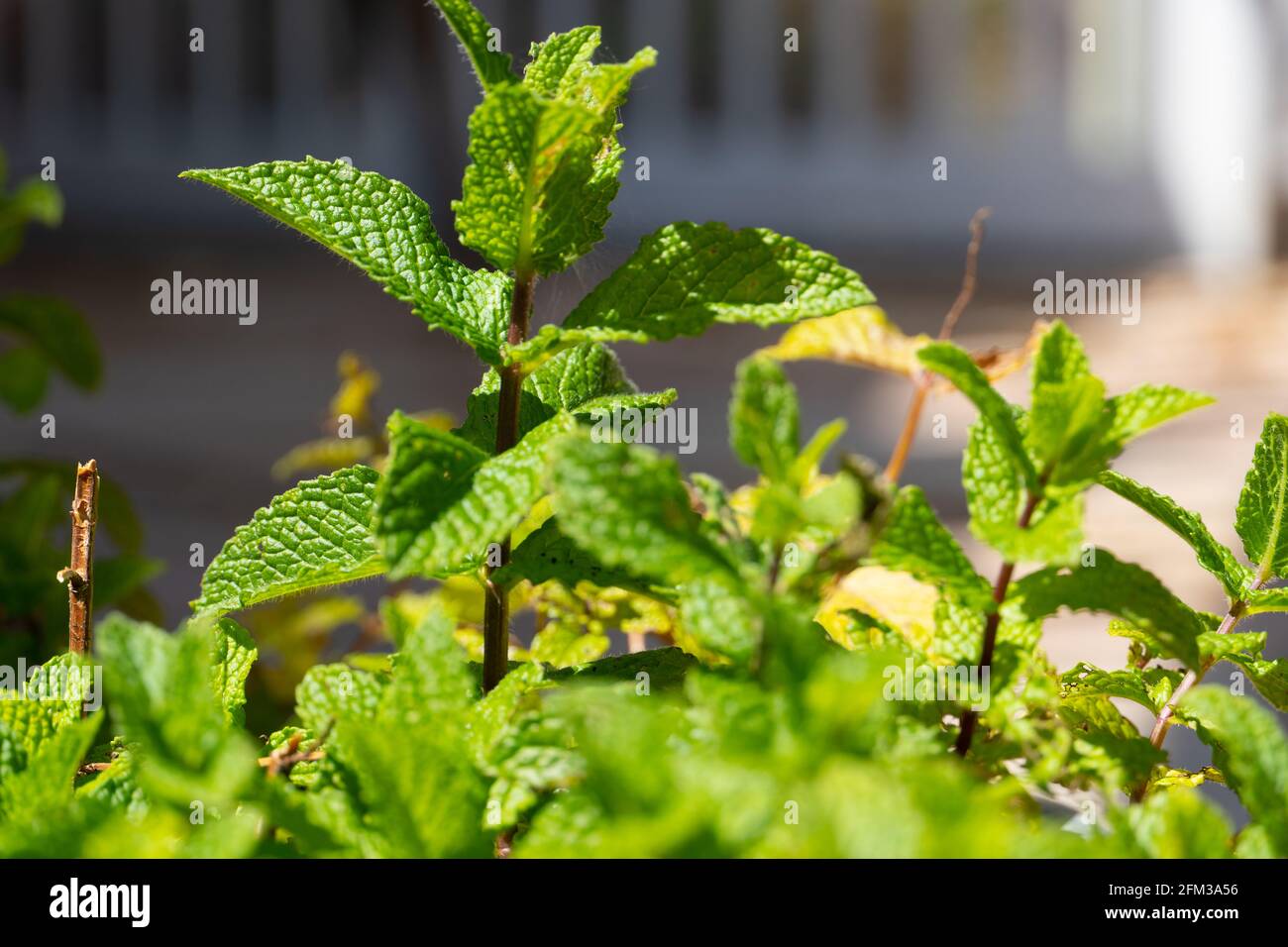 Closeup of a mint plant with white fence in background Stock Photo