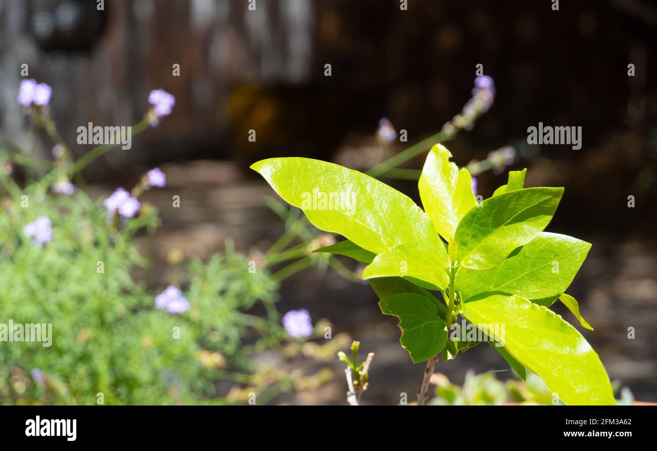 A spice bush plant with partially chewed leaf Stock Photo