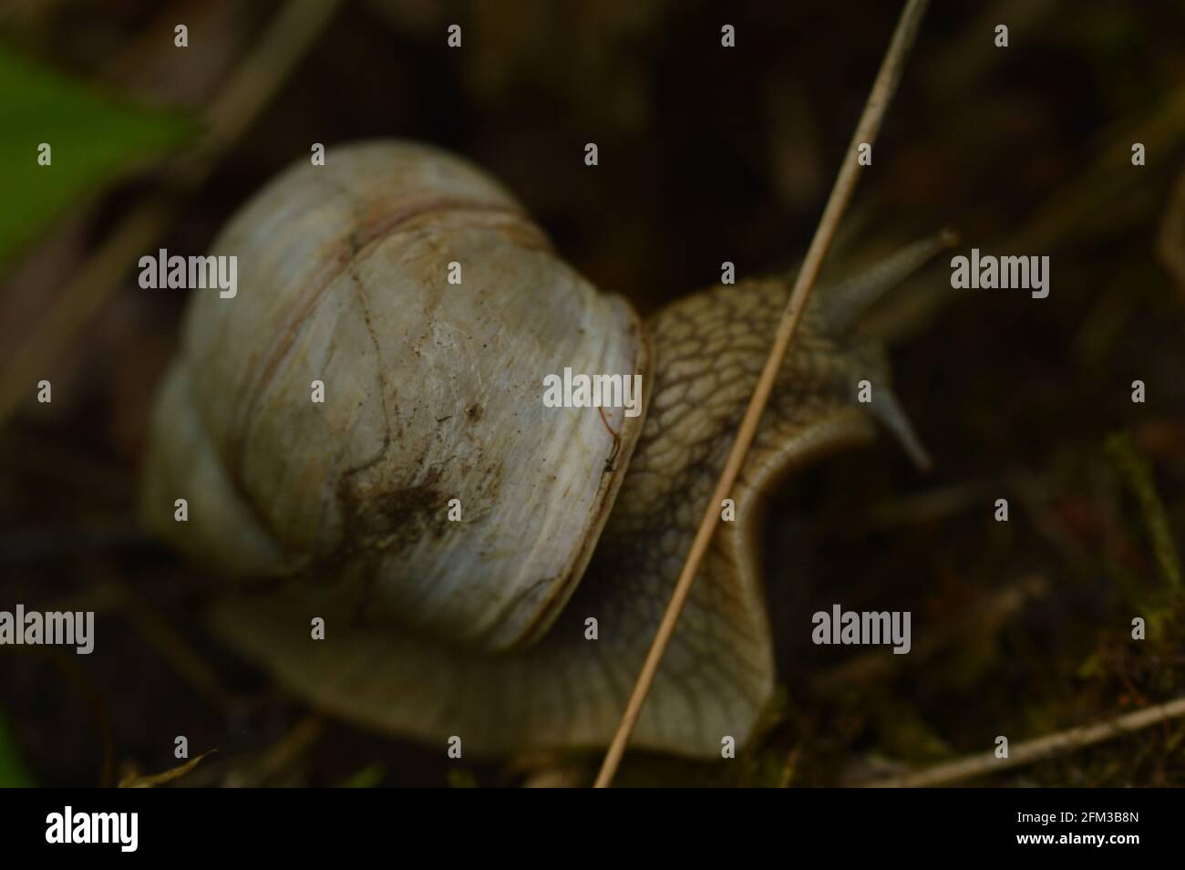 Roman snail, Helix pomatia Stock Photo - Alamy