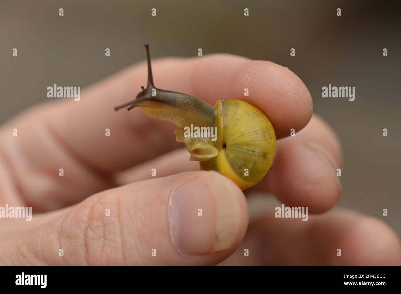 Holding a cute and happy yellow snail Stock Photo